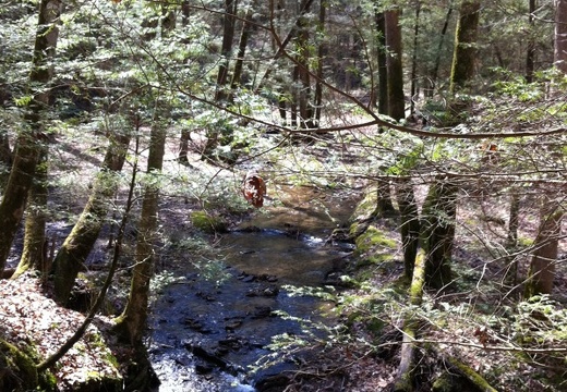 Martins Fork, Red River Gorge